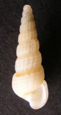 Turbonilla striatula